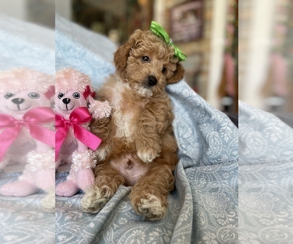 Medium Photo #4 Maltipoo Puppy For Sale in FEASTERVILLE TREVOSE, PA, USA