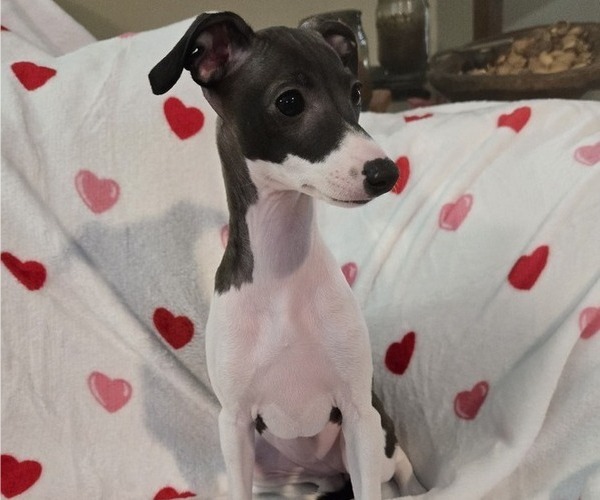 Medium Photo #1 Italian Greyhound Puppy For Sale in NESBIT, MS, USA