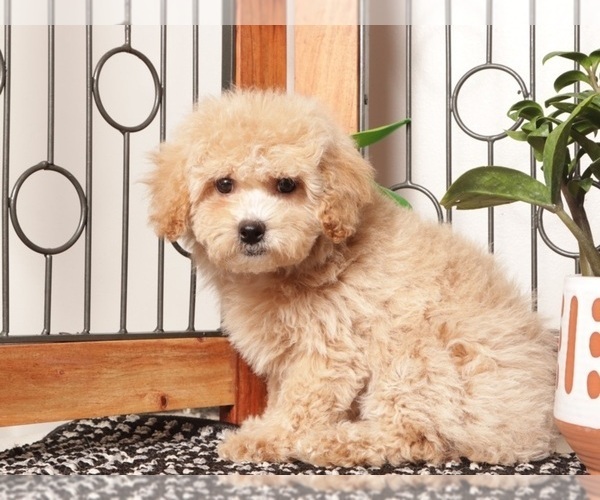 Medium Photo #2 Maltipoo (Miniature) Puppy For Sale in NAPLES, FL, USA