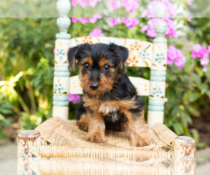 Medium Yorkshire Terrier