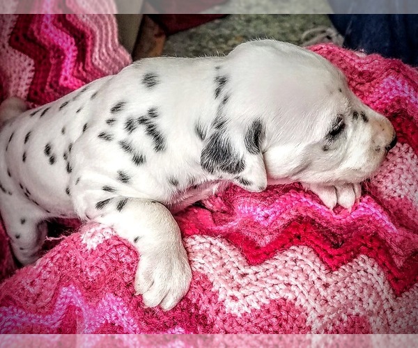Medium Photo #2 Dalmatian Puppy For Sale in SPOKANE, WA, USA
