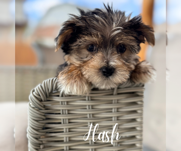 Medium Photo #1 Morkie Puppy For Sale in ADDISON, IL, USA