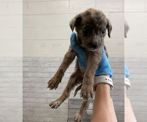 Mutt Dogs for adoption in San Bernardino, CA, USA