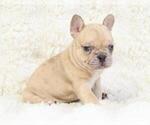 Small #14 French Bulldog