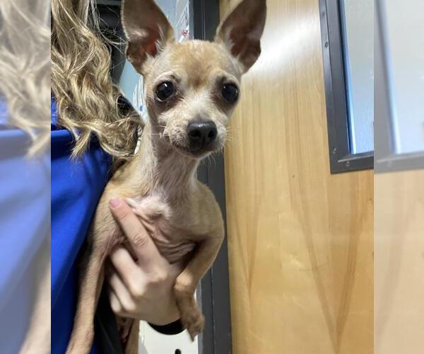 Medium Photo #1 Chihuahua Puppy For Sale in Modesto, CA, USA