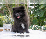 Small #1 Pomeranian