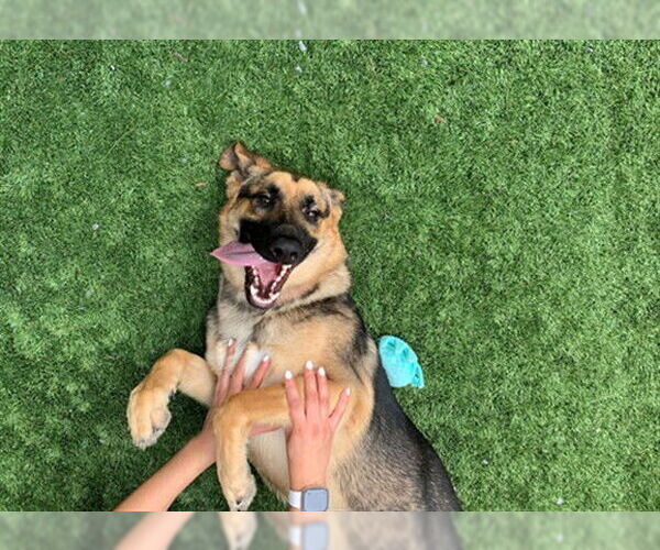 Medium Photo #2 German Shepherd Dog-Unknown Mix Puppy For Sale in Moreno Valley, CA, USA