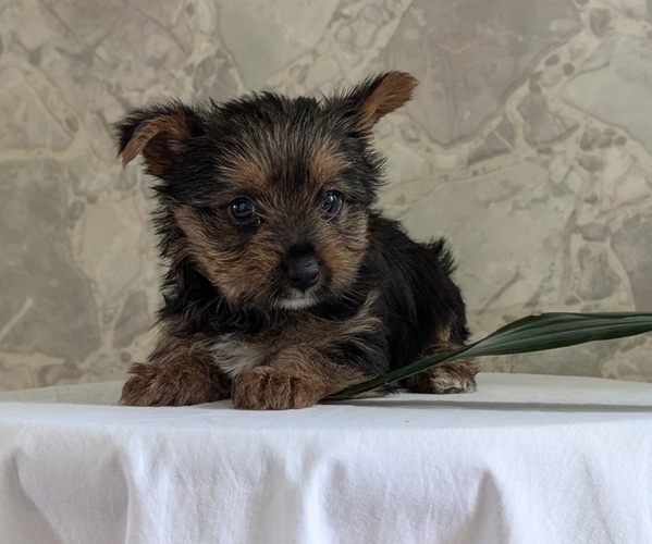 Medium Photo #36 Yorkshire Terrier Puppy For Sale in GOSHEN, IN, USA