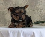 Small Photo #36 Yorkshire Terrier Puppy For Sale in GOSHEN, IN, USA