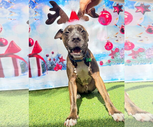 Medium Photo #2 Mutt Puppy For Sale in Pompano Beach , FL, USA