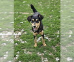 Small #2 Beagle-German Shepherd Dog Mix