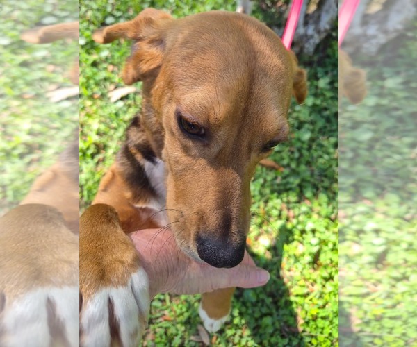 Medium Photo #6 Beagle Puppy For Sale in Dunnellon, FL, USA