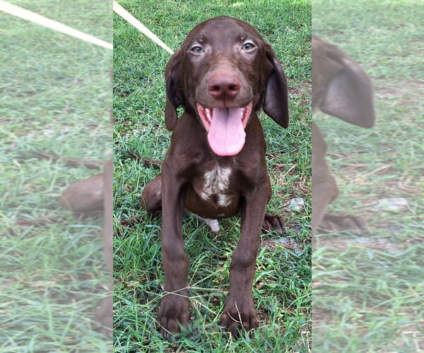 Medium Photo #1 Labrador Retriever-Unknown Mix Puppy For Sale in Wetumpka, AL, USA