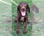 Small Labrador Retriever Mix