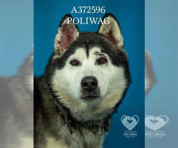 Medium Photo #2 Siberian Husky Puppy For Sale in Stockton, CA, USA