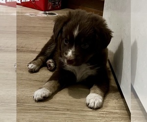 Miniature Australian Shepherd Puppy for sale in FORT MORGAN, CO, USA