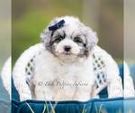 Puppy Toby Maltipoo (Miniature)