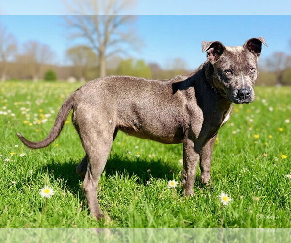 Medium Photo #2 Mutt Puppy For Sale in Talladega, AL, USA