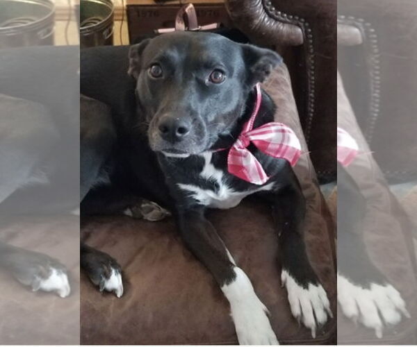 Medium Photo #2 Border Collie Puppy For Sale in Euless, TX, USA