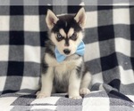 Small Photo #7 Siberian Husky Puppy For Sale in LAKELAND, FL, USA