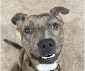 Catahoula Leopard Dog-Unknown Mix Dogs for adoption in San Ramon, CA, USA