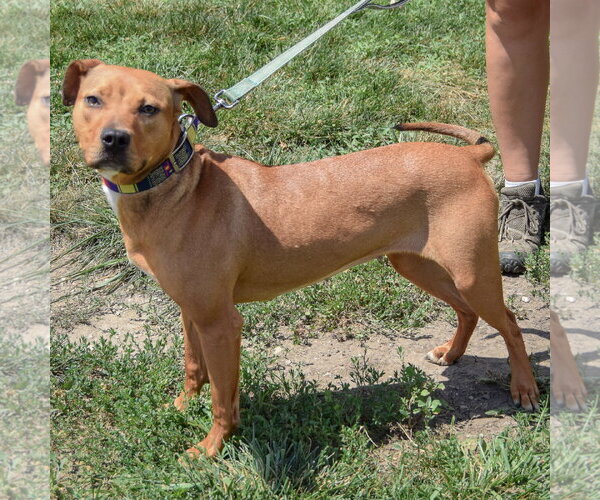 Medium Photo #2 American Staffordshire Terrier-Vizsla Mix Puppy For Sale in Huntley, IL, USA