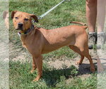 Small #1 American Staffordshire Terrier-Vizsla Mix