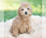 Puppy Lottie AKC Poodle (Toy)