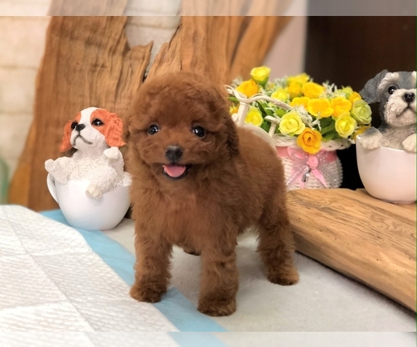 Medium Photo #4 Poodle (Toy) Puppy For Sale in SAN FRANCISCO, CA, USA