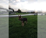 Small #2 German Shepherd Dog