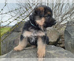 Small Photo #3 German Shepherd Dog Puppy For Sale in WALLA WALLA, WA, USA
