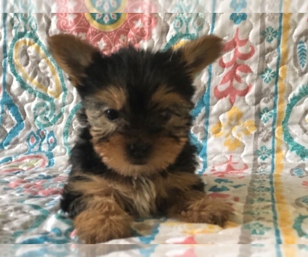 Medium Photo #4 Australian Yorkshire Terrier Puppy For Sale in CLAY, PA, USA