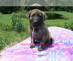 Small #4 German Shepherd Dog