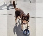 Small Photo #2 Siberian Husky Puppy For Sale in Sacramento, CA, USA
