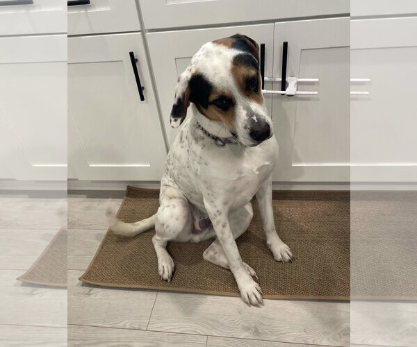 Medium Photo #2 Mutt Puppy For Sale in Cliffwood, NJ, USA