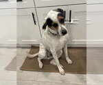 Small #1 Mutt