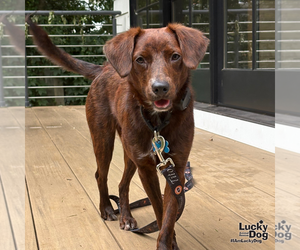 Opie - Male Colonial Cocker Spaniel-Unknown Mix Dog for Adoption - Photo #8
