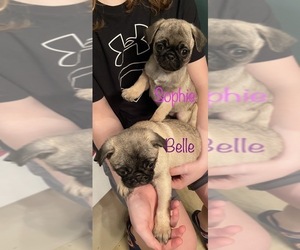 Pug Puppy for Sale in SUMTER, South Carolina USA