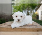 Small Photo #1 Havanese Puppy For Sale in YANKTON, SD, USA