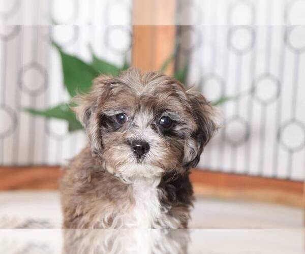 Medium Photo #2 Shih-Poo Puppy For Sale in NAPLES, FL, USA