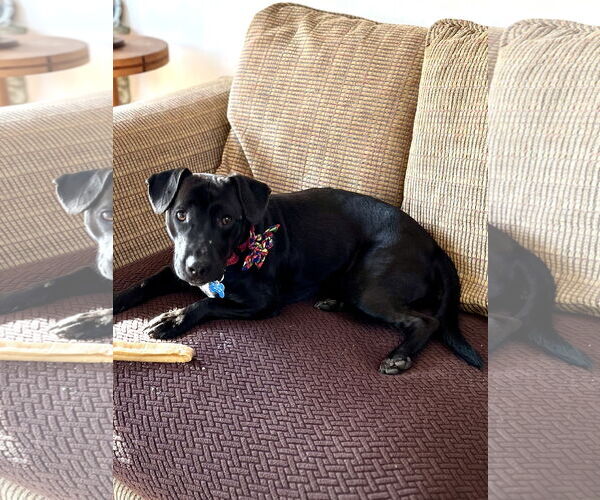 Medium Photo #4 Dachshund-Labrador Retriever Mix Puppy For Sale in Tarrytown, GA, USA