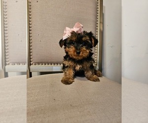 Yorkshire Terrier Puppy for sale in INDIANAPOLIS, IN, USA