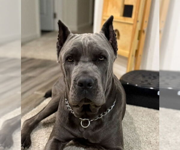 Medium Photo #1 Mutt Puppy For Sale in Goodyear, AZ, USA