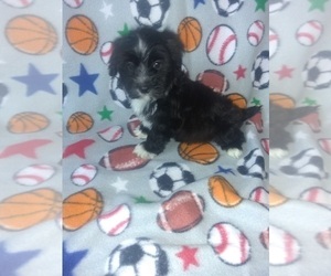 Maltese Puppy for sale in LAPEER, MI, USA