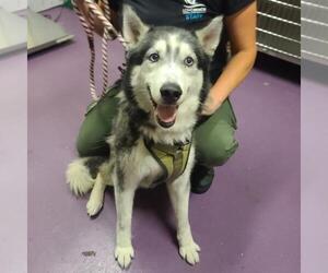 Siberian Husky Dogs for adoption in Long Beach, CA, USA