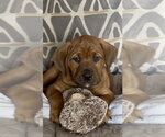 Small #4 Mutt