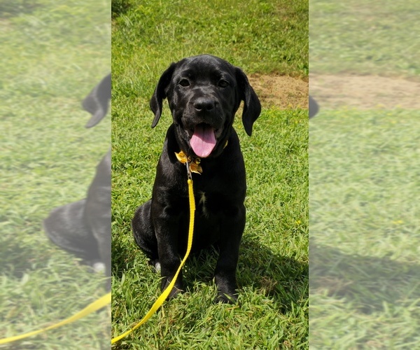 Medium Photo #7 Cane Corso Puppy For Sale in MINERAL WELLS, WV, USA