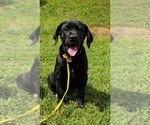 Small #6 Cane Corso