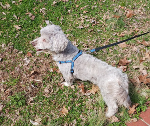Havanese Dog for Adoption in WINSTON SALEM, North Carolina USA