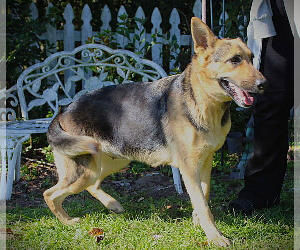 Medium Photo #1 German Shepherd Dog Puppy For Sale in Holly Hill, SC, USA